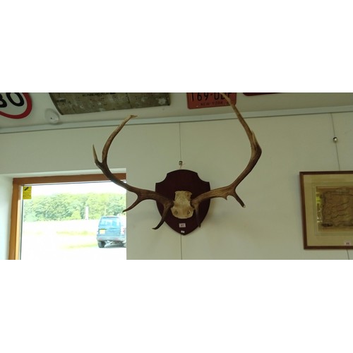 47 - Mounted stag horns