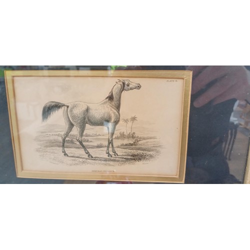 21 - Framed Shubat Ur Reach plate 11 horse