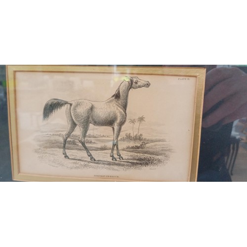 21 - Framed Shubat Ur Reach plate 11 horse