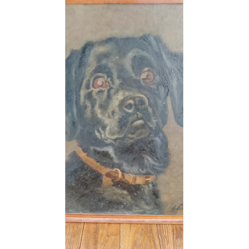 33 - Original Painting by G Simpson Black Labrador 44x54cm approx.