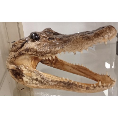 96 - Small Alligator/ Crocodile? taxidermy head