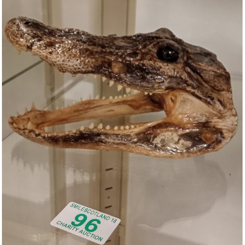 96 - Small Alligator/ Crocodile? taxidermy head