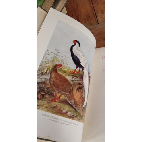 251 - Nature a collection of antiquarian books on wildlife including 'Pheasant' by Frank Barton (1912 1st ... 