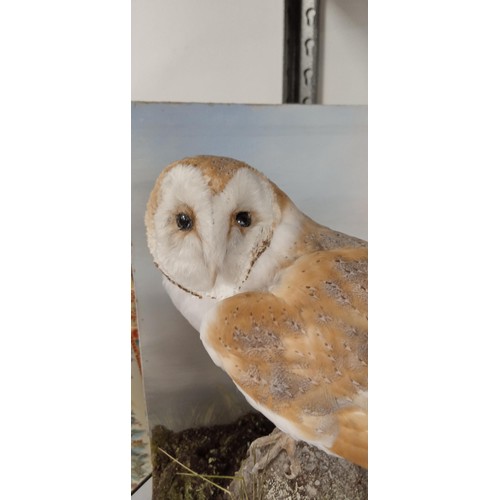 131 - Taxidermy barn owl