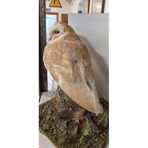 131 - Taxidermy barn owl