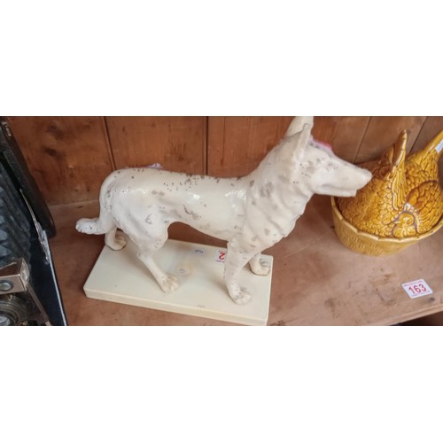 162 - Vintage acupuncture dog anatomical