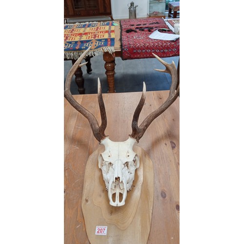 207 - Stag scull and horns mounted on wooden base