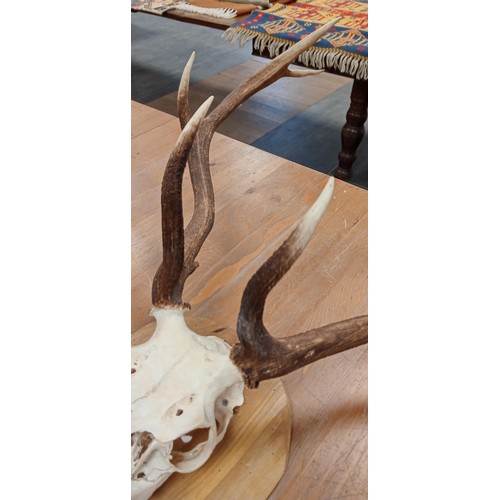 207 - Stag scull and horns mounted on wooden base