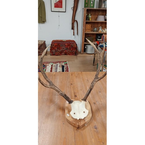 208 - Stag antlers and top of scull mounted on wooden base