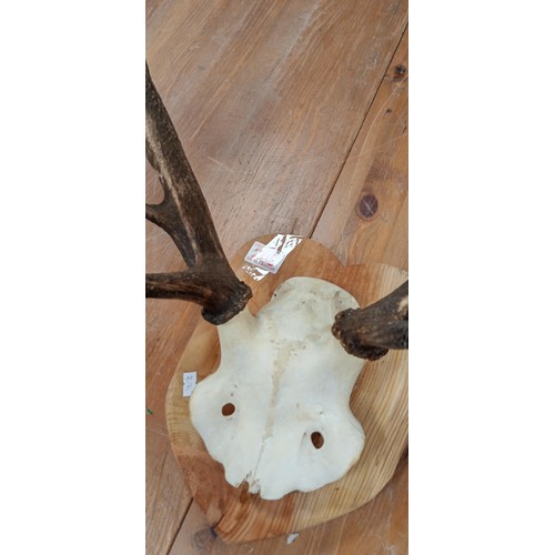 208 - Stag antlers and top of scull mounted on wooden base