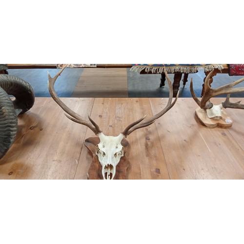 209 - Stag horns and top scull mounted on wooden base