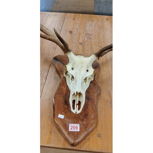 209 - Stag horns and top scull mounted on wooden base