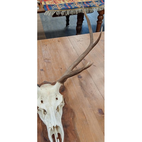 209 - Stag horns and top scull mounted on wooden base