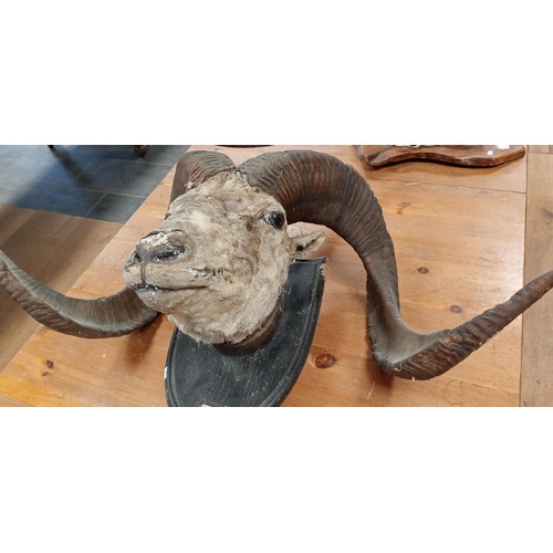 210 - Vintage taxidermy very large rams head on wooden shield