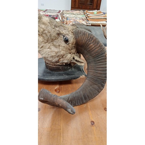 210 - Vintage taxidermy very large rams head on wooden shield