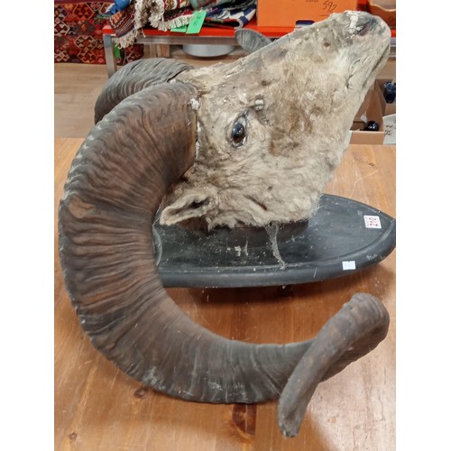 210 - Vintage taxidermy very large rams head on wooden shield