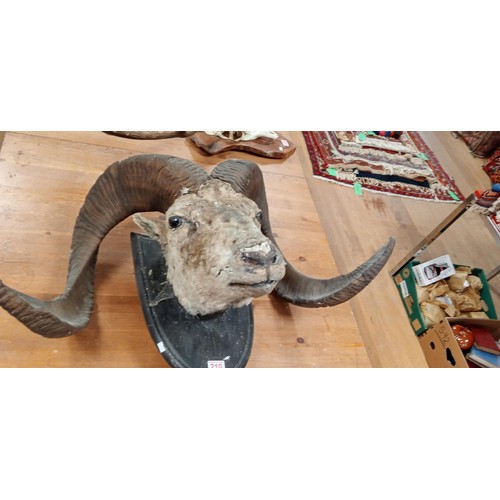 210 - Vintage taxidermy very large rams head on wooden shield