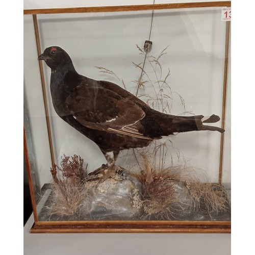 133 - Taxidermy Black Grouse in glass presentation box with good age