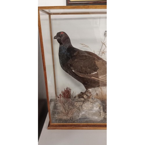 133 - Taxidermy Black Grouse in glass presentation box with good age