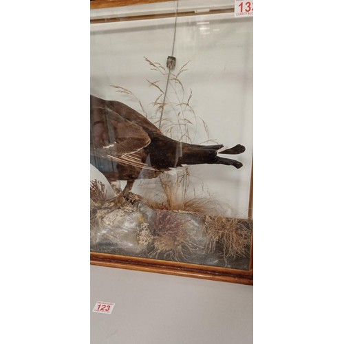 133 - Taxidermy Black Grouse in glass presentation box with good age