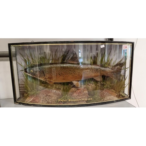 134 - Taxidermy large trout 1919 in bow front glass display case