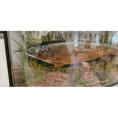 134 - Taxidermy large trout 1919 in bow front glass display case