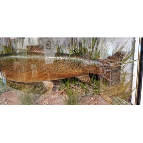 134 - Taxidermy large trout 1919 in bow front glass display case