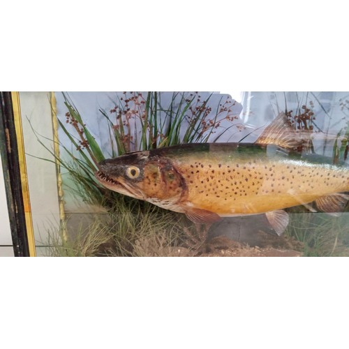 132 - Taxidermy trout with good age in glass presentation box