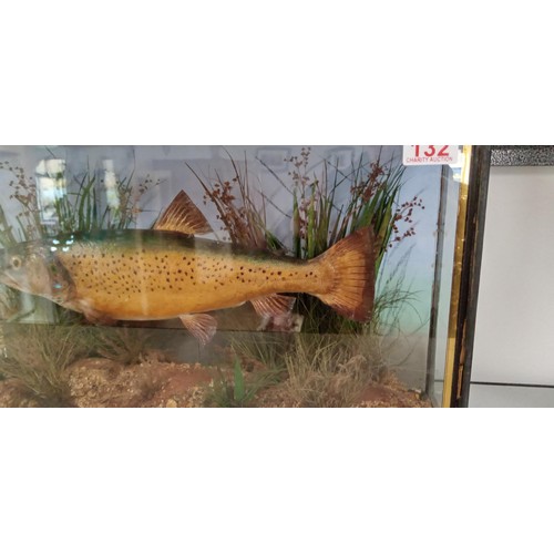 132 - Taxidermy trout with good age in glass presentation box