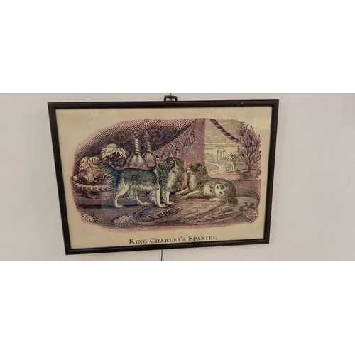 21 - 4 Framed vintage dog, coloured etchings