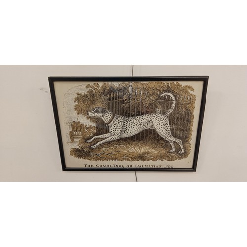 21 - 4 Framed vintage dog, coloured etchings