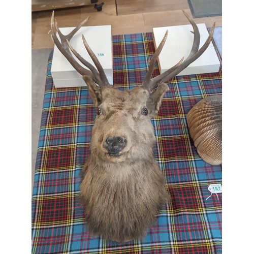 156 - Full taxidermy stags head