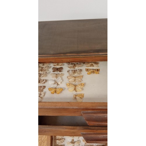 68 - Entomology miniature drawer set with moths