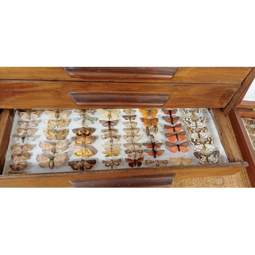 68 - Entomology miniature drawer sett with moths