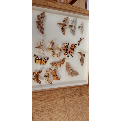 69 - Entomology folding case with moths/ butterflies