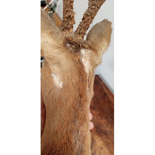 79 - Taxidermy deer head