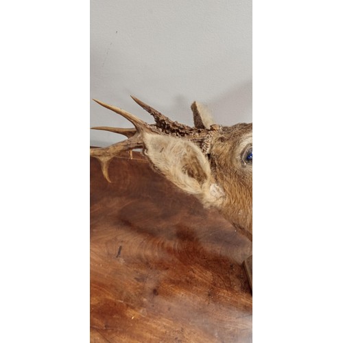 79 - Taxidermy deer head