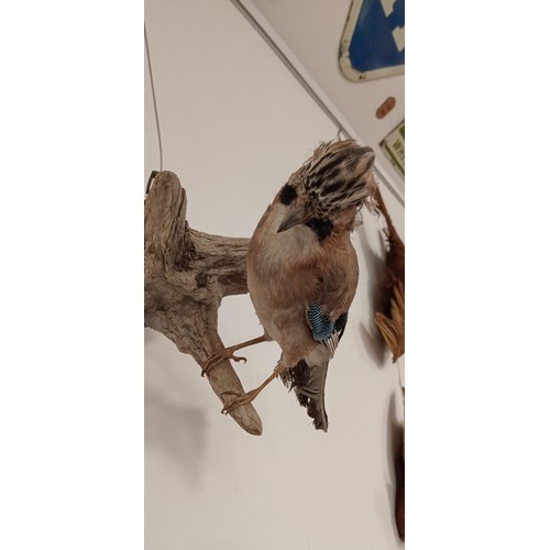 154 - Taxidermy Jay on a small branch