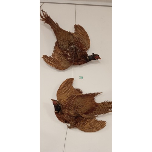 162 - Pair of taxidermy hanging pheasants 1 requires wing to be sewn