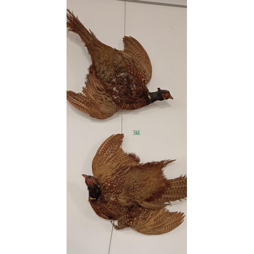 162 - Pair of taxidermy hanging pheasants 1 requires wing to be sewn