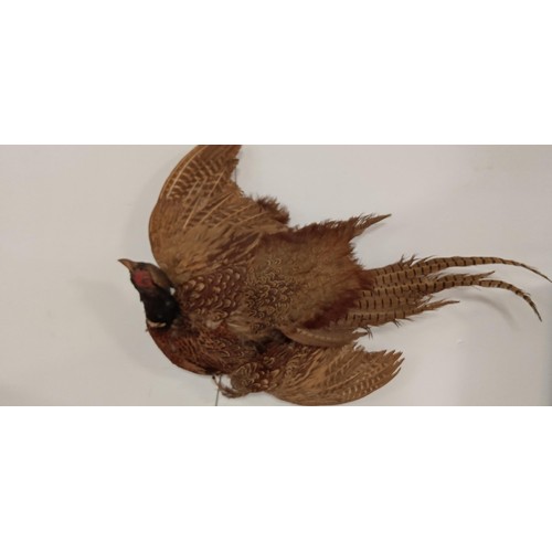 162 - Pair of taxidermy hanging pheasants 1 requires wing to be sewn