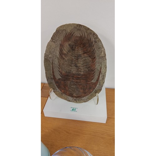 41 - Extra large authentic Trilobite fossil