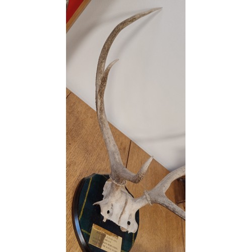 84 - Mounted Stag horns on shield engraved shot by Princess Royal Balmoral estate 1979 C Company 1st Bn T... 