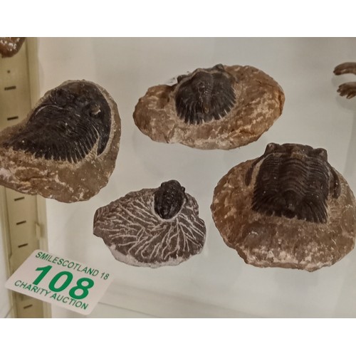 108 - 4 Trilobite nodule fossils