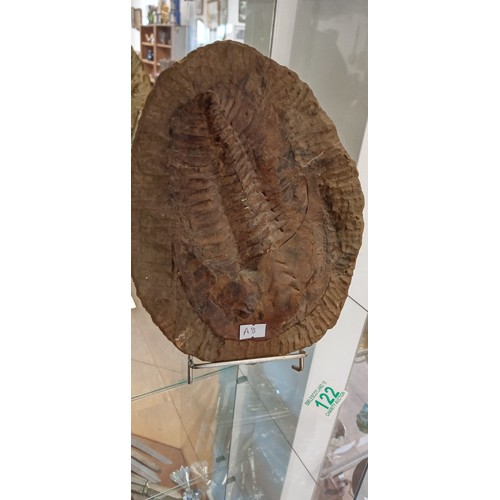 122 - Large authentic Trilobite fossil