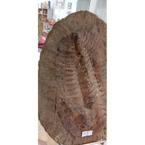 122 - Large authentic Trilobite fossil