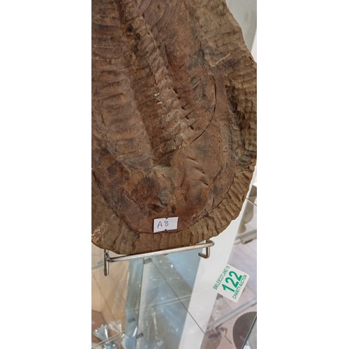 122 - Large authentic Trilobite fossil