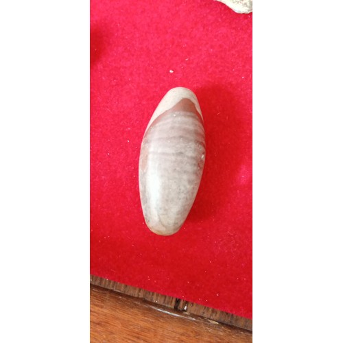 269 - Shiva Lingam fossil stones