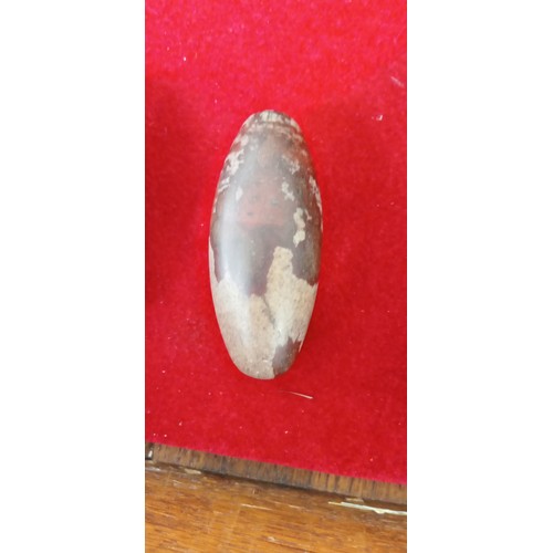 269 - Shiva Lingam fossil stones