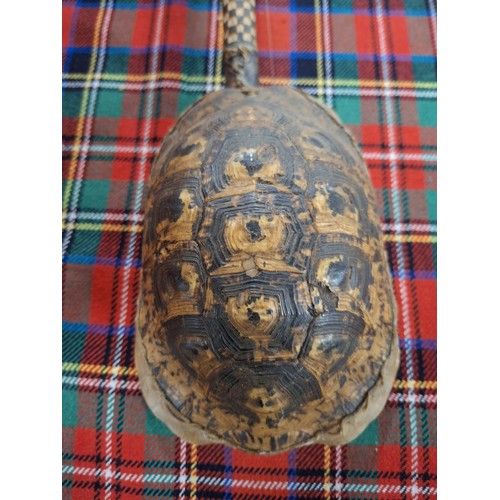 260 - Tortoise shell musical instrument